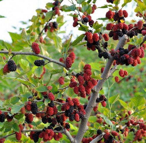Daun Pohon Mulberry yang Indah - Daun yang Menarik kecil dari sinar matahari