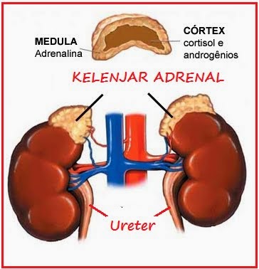 Kelelahan Adrenal dan Disfungsi Adrenal masalah pada tubuh seseorang